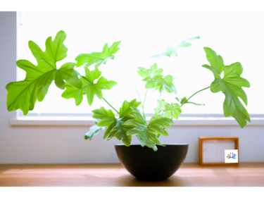 観葉植物のおすすめ10選！初心者でも簡単に育てられる植物をご紹介